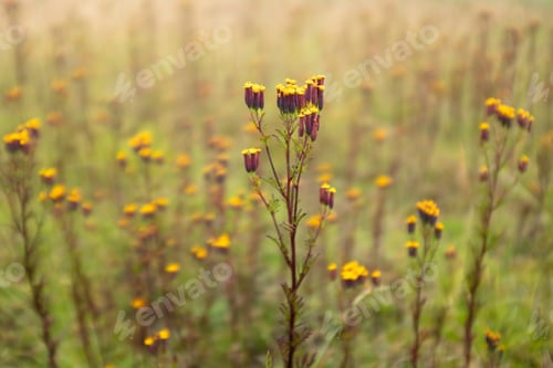 Preview: High Mountain Flowers In The Andes, Peru.