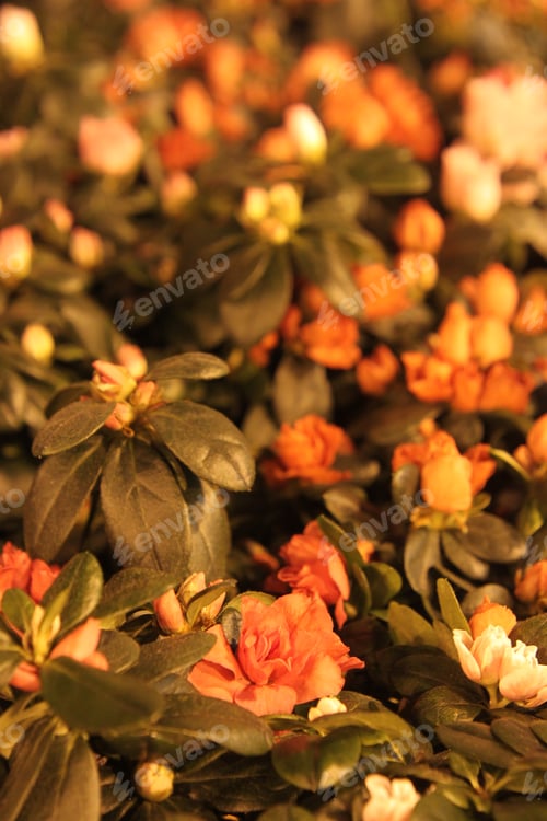 Preview: Clusters Of Azalea Plants With Bright Pink Flowers 6844