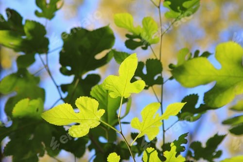 Preview: Leaf Background - Colors In Nature - Cluster Of Shapes And Texture