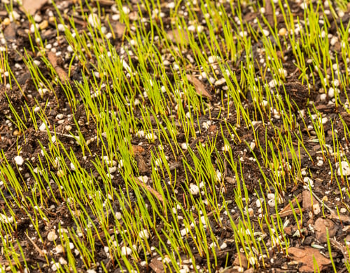 Preview: Small Grass Seedlings Or Blades Emerging From The Top Soil In Newly Planted Garden Lawn Showing New