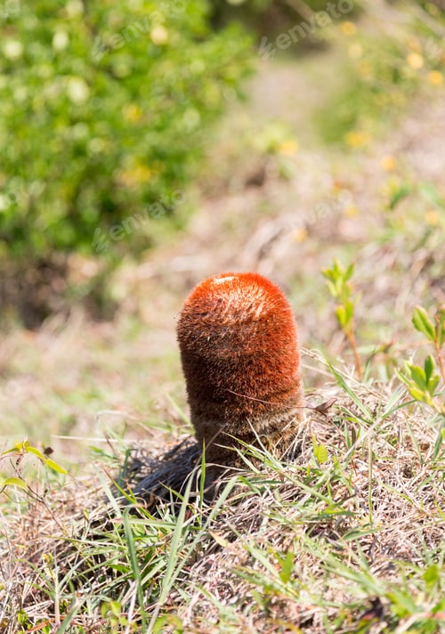 Preview: Turk'S Cap Cactus On The Island Of Sint Maarten St Martin In Caribbean
