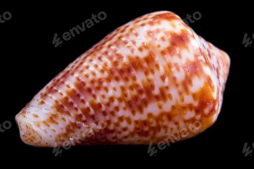 Preview: Beautiful Sea Shell Adorned By Amazing Natural Patterns And Color