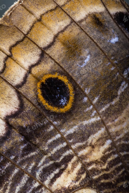 Preview: Close Up Of A Beautiful Own Butterfly With Soft Textured Wings And Vivid Colors