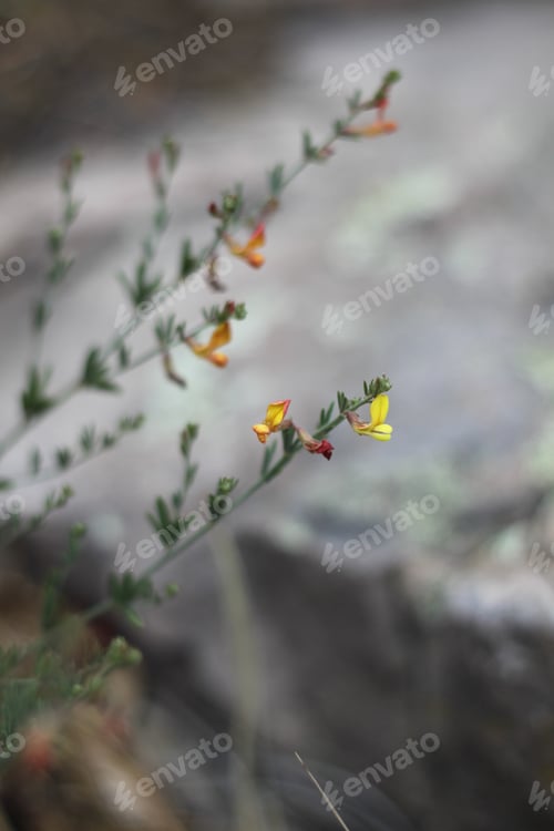 Preview: A Clump Of Desert Rock Pea Flowers 8275