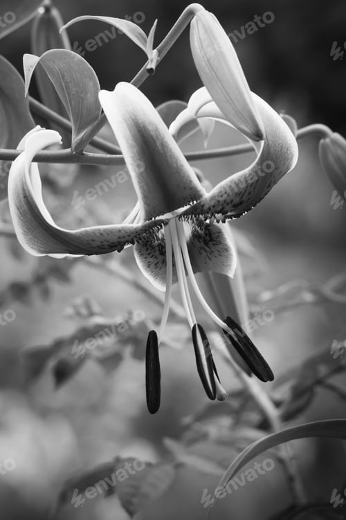 Preview: Lily In Black And White