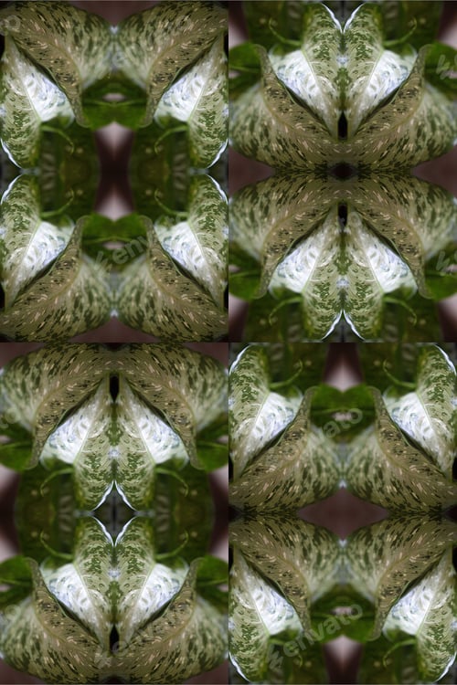 Preview: A Dieffenbachia Snow Plant Abstract With Lush Variegated Leaves 0298