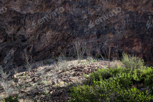 Preview: Ocotillo Cactus With A Desert Wall In The Background