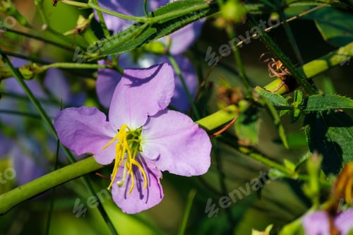 Preview: Pretty Little Delicate Maryland Meadow Beauty Flower Closeup