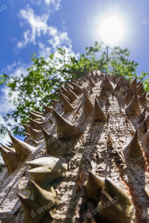 Preview: Look Up Perspective At The Trunk Of A Ceiba Tree Loaded With Thorns Reaching All The Way To The Top