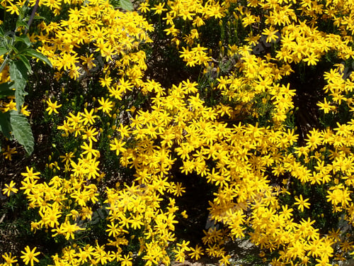 Preview: Yellow Flowers Outdoors In The Sunshine