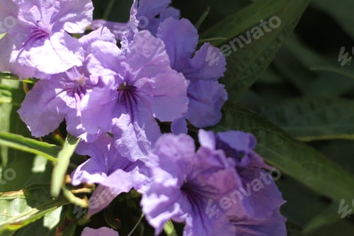 Preview: A Blue Ruellia Angustifolia Plant 6448