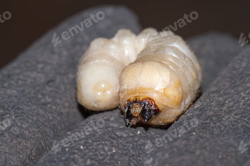Preview: Round Headed Borer Larvae On A Hand With Gray Gloves