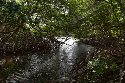 Preview: Thick Mangroves With A Water Way Winding Through The Trees.