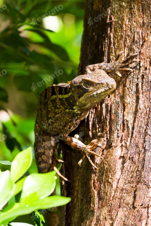 Preview: Tree Lizard Climbing In The Rain Forest Of Belize