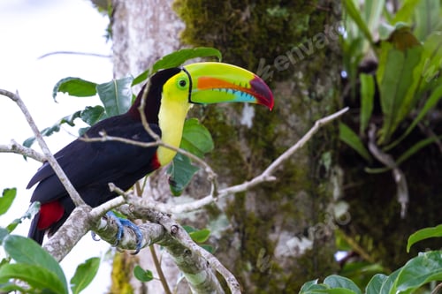 Preview: Close Up Of A Keel Billed Toucan In The Costa Rican Rainforest