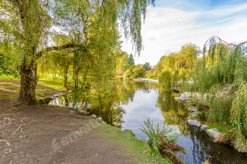 Preview: Reflection Of Trees In Water