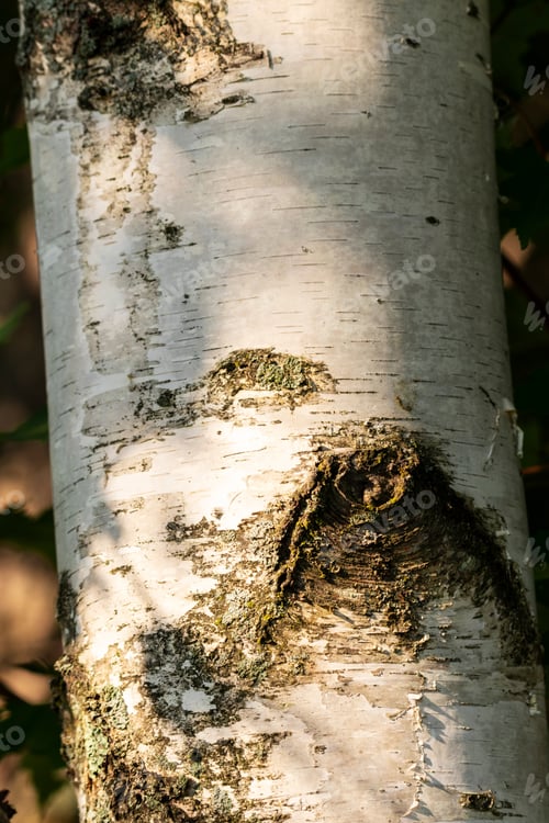 Preview: Up Close View Of Birch Bark