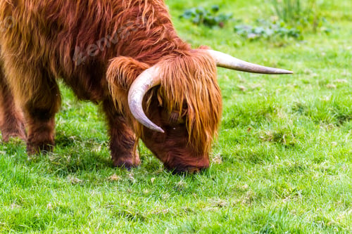 Preview: Young Highland Bull In Fresh Green Grass In The Scottish Highlands