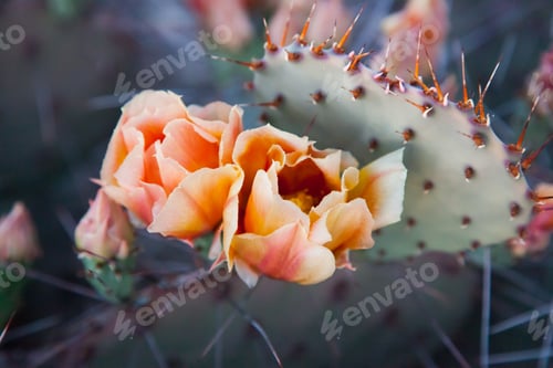 Preview: Cactus Bloom close up on a prickly pad