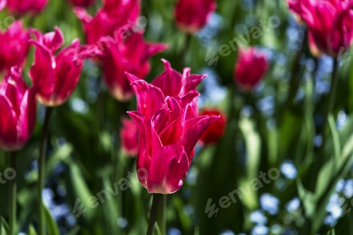 Preview: Pure Magenta Color Tulip In The Fresh Garden
