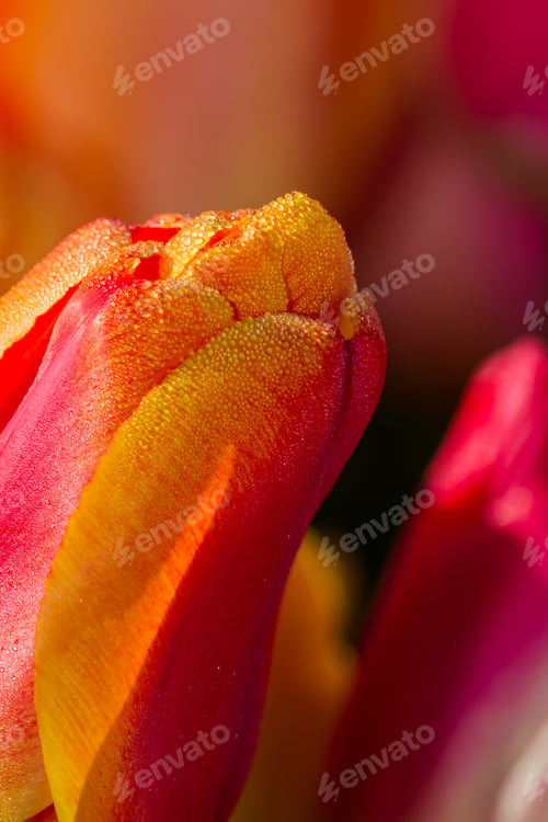 Preview: Closeup Of A Colorful Tulip With Morning Dew On It