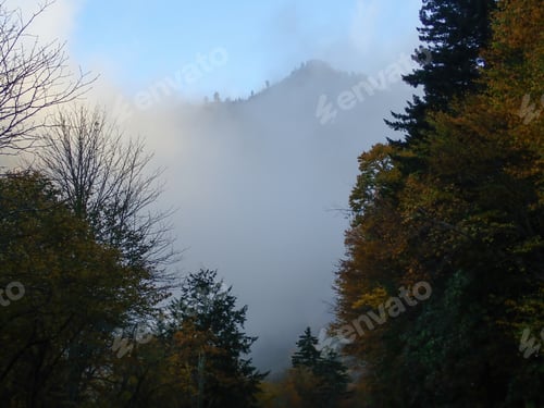 Preview: Fall Fog In The Mountain With Trees