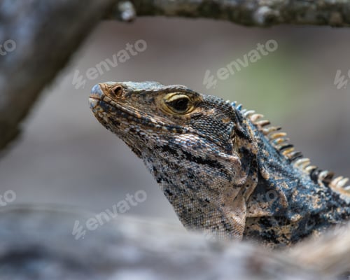 Preview: Large Garrobo Or Iguana In The Central Pacific Of Costa Rica Enjoying The Sunshine