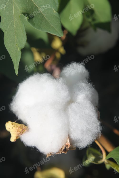 Preview: Cotton Plant Bushes With White Bolls 1064