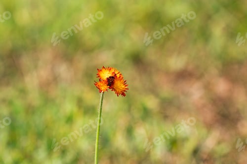 Preview: Little Yellow And Orange Hawkweed Flower