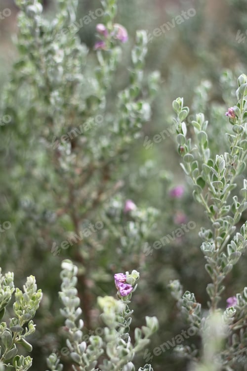 Preview: A Leucophyllum Fructescens Cenizo Plant With Purple Flowers 0617