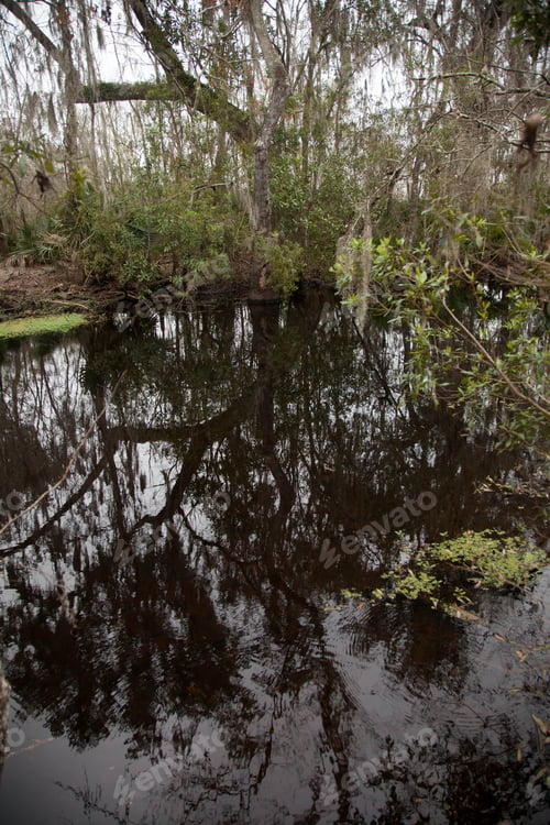 Dark Swamp With Spanish Moss