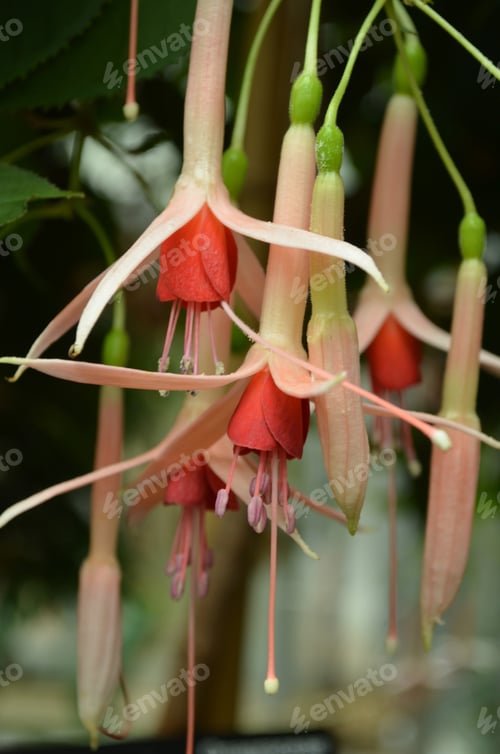 Preview: Flowering Pink And Red Fuchsia Flowers In Bloom.