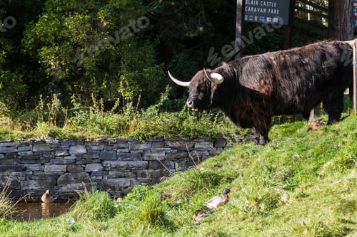 Preview: Perthshire Scotland - September 12 2019: Black Highland Bull Standing Near The Entrance To The
