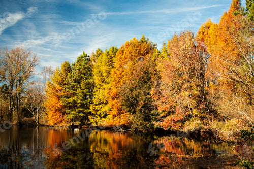 Preview: Colorful Pine Trees Reflected In A Pond