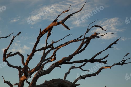 Preview: Dead Tree Against The Sky
