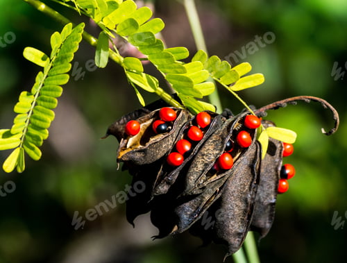 Preview: Bright Red Rosary-Pea Seeds With Its Green Leaves Growing In A Florida Woodland.