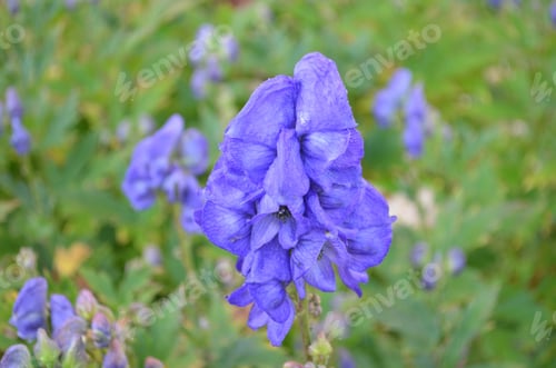 Preview: Flowering Blue Delphinium Blossoms Flowering In A Garden.
