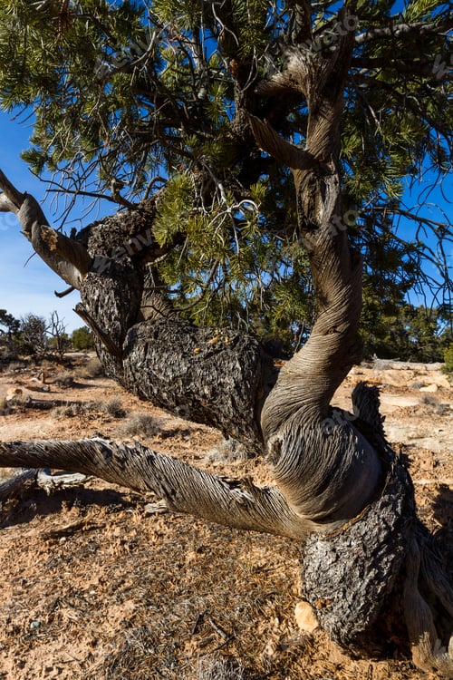 Preview: View Of A Tree Where Half Of It Is Half Alive And Half Dead With A Twisted Section That Has Been