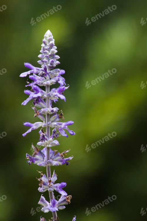 Vorschau: Blühende Blumen im Freien in einem Garten