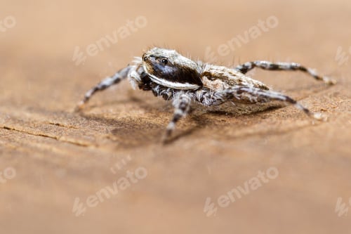 Preview: Close Up Of A Tiny Little Jumping Spider On A Wooden Background