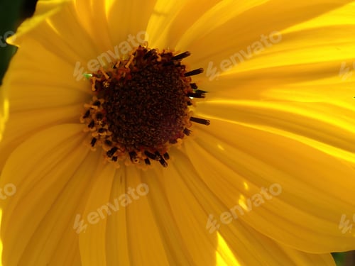 Preview: Yellow Flower In Sunlight And Shade