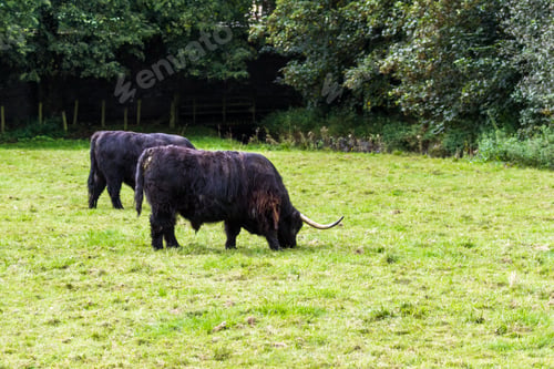 Preview: Close Up Of An Adult Highland Cow In A Field With Fresh Green Grass Late Summer In The Scottish
