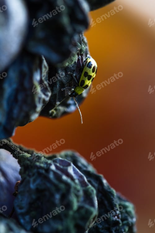 Preview: Close Up Of Bunch Of Decomposing Grapes Wit A Small Yellow Insect Walking On Them With An Red And
