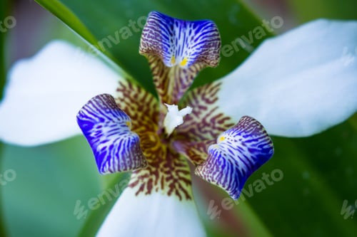 Preview: Close Up Of A White And Blue Orchid In The Costa Rican Rain Forest