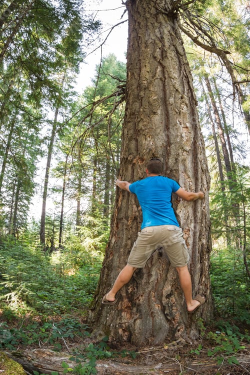 Preview: Young Man Hugging A Very Large Douglas Fur Tree In The Oregon Forest