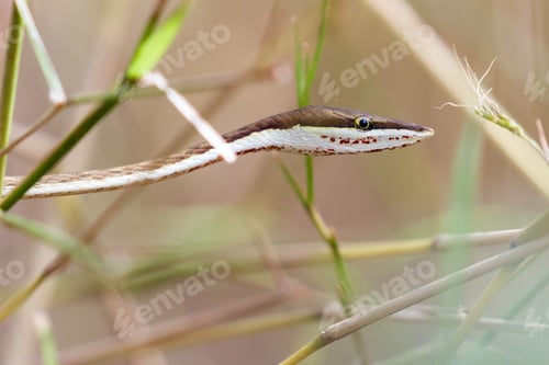 Preview: Close Up Of A Brown Vine Snake Slithering Thru The Tall Grass In The Rincon De La Vieja Np, Costa