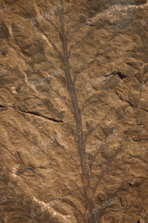 Preview: Background, Fossil In Stone