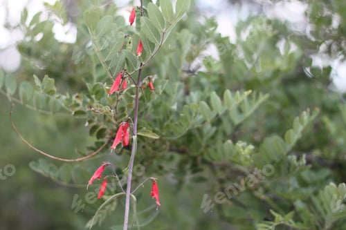 Preview: A Firecracker Penstemon With Pink Flowers 8177