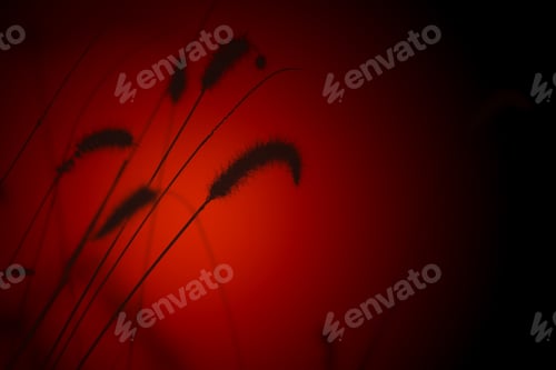 Preview: Nature Background - Wild Grass Colors From The Outdoors - Delicate Life