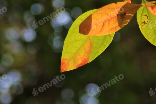 Preview: Colors In Nature Background - Colorful Outdoors - Textured Grunge